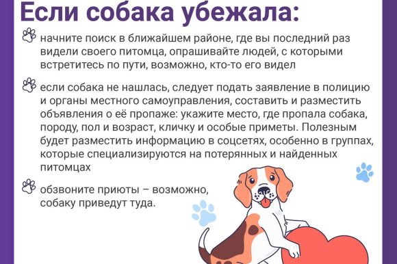 Пропала собака