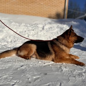 УВД по ЮЗАО – новости